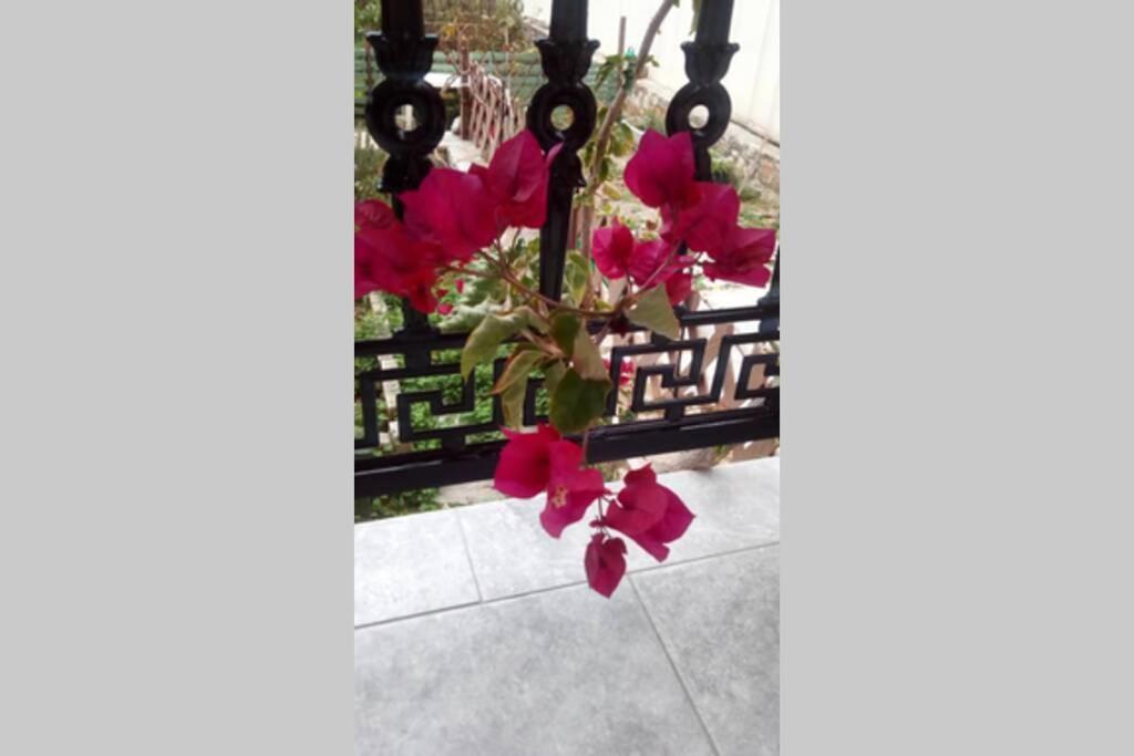 Meandros Garden View *